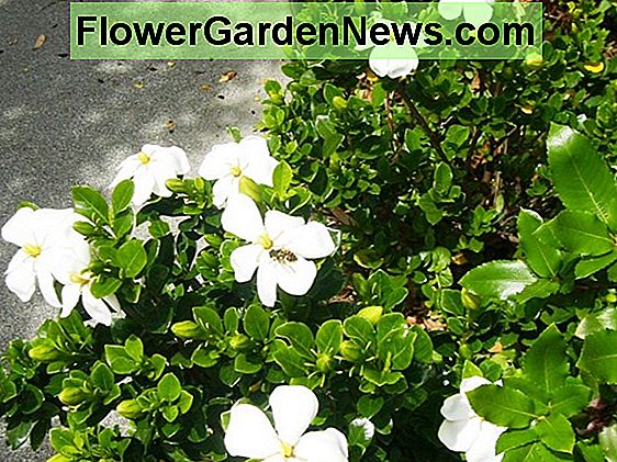 Gardenia jasminoides 'Otporna na mraz' (rt Jasmine)