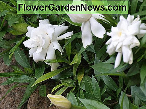 Gardenia jasminoides 'Radicans' (Cape Jasmine)