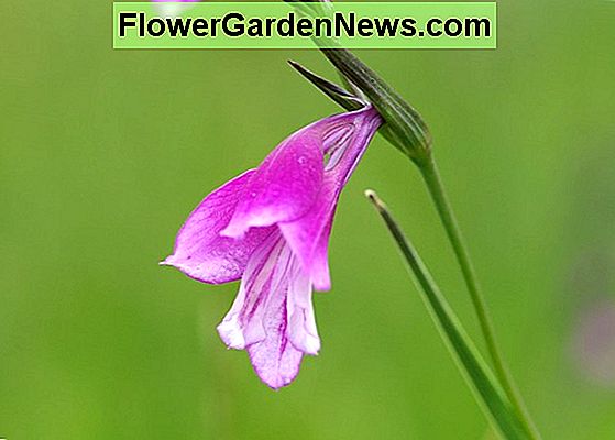 Gladiolus (ljiljani mač)