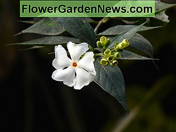 Hedichium gardnerianum (Kahili đumbir)