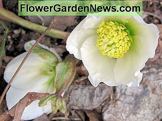 Helleborus x hybridus 'Phoebe' (Elleboro)