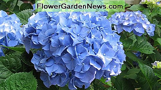 Hydrangea macrophylla 'Glory Blue'