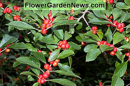 Ilex verticillata 'Mali goblin crveni' (Winterberry)