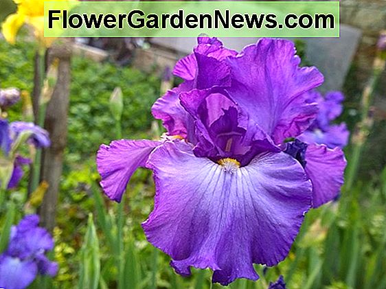 Iris 'Fogbound' (bradata iris)