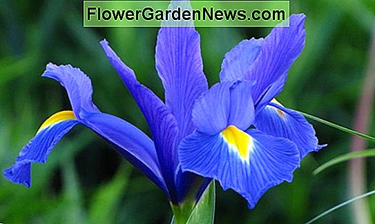 Iris hollandica 'Blue Magic'（オランダアイリス）