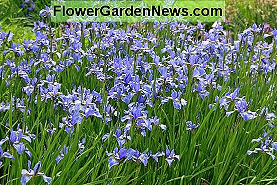 Iris sibirica 'Blue Moon' (Siberian Iris)