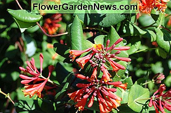 Lonicera × brownii 'Dropmore Scarlet' (Cây kim ngân)