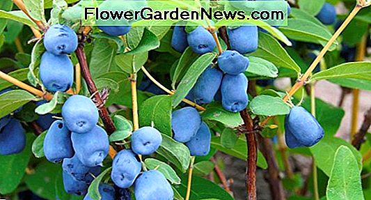 Lonicera caerulea 'Borealis' (Honeyberry)