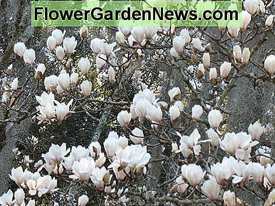 Magnolia denudata (Yulan Magnolia)