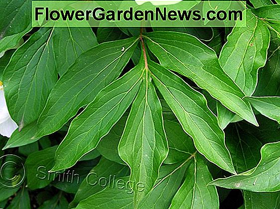 Paeonia lactiflora 'vacsoralemez' (bazsarózsa)