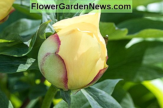 Paeonia 'Lovely Rose' (bazsarózsa)