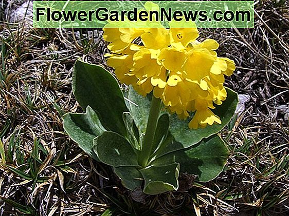 Primula auricula 'Hổ phách Baltic' (Primrose)