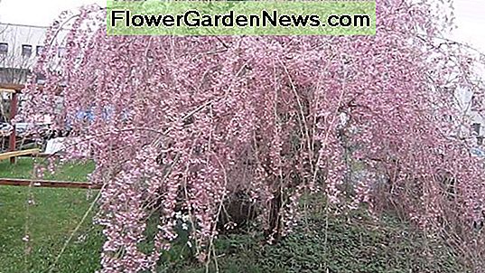 Prunus pendula 'Pendula Plena Rosea' (doppia ciliegia piangente)