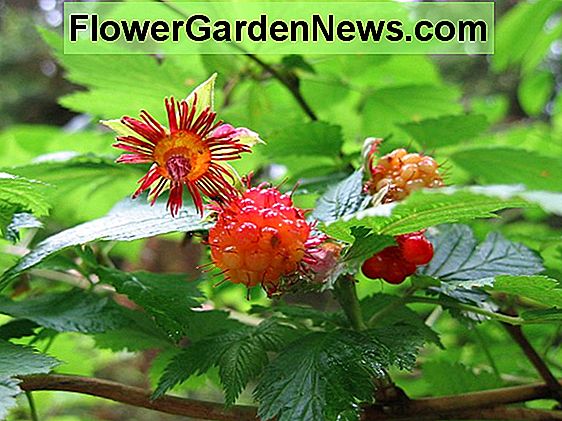 Rubus idaeus 'Fallgold' (örökkévaló málna)