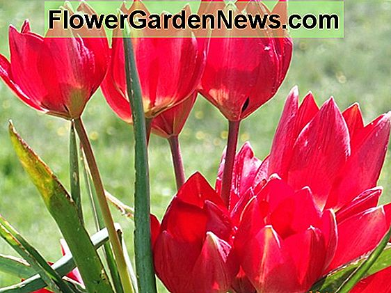 Tulipa 'Florosa'(Viridiflora 튤립)