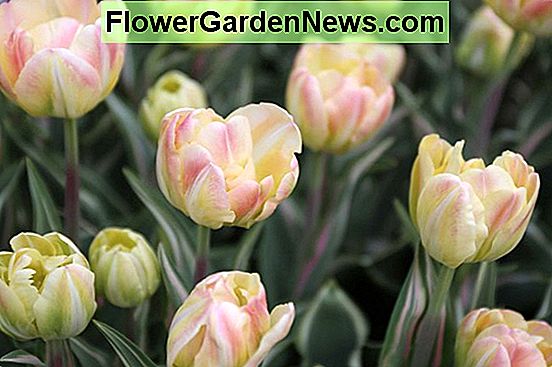 Tulipa 'Upstar' (dvostruki kasni tulipan)