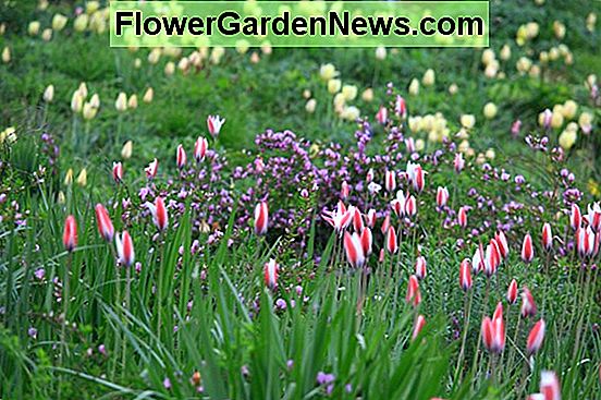 Tulipa whittallii (botanički tulipan)