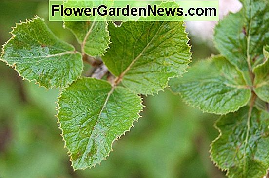 Viburnum carlesii (Koreanspice Viburnum)