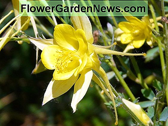 Aquilegia chrysantha 'Yellow Queen' (Arany Columbine)