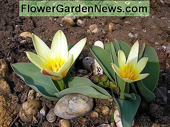 A botanikai tulipánok korán megnyílnak, közel vannak a talajhoz és gyönyörűen virágosak