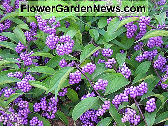 Callicarpa dichotoma (Purple Beautyberry)