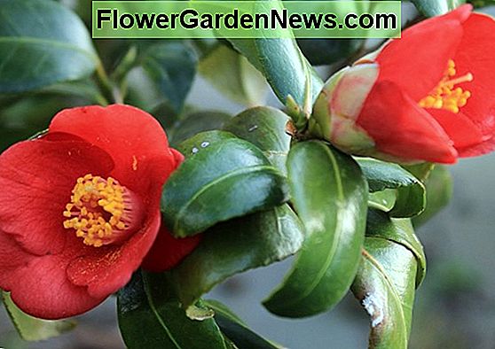 Camellia japonica 'Korean Fire'