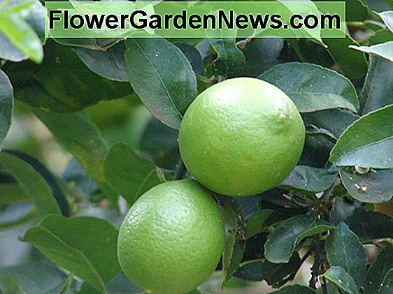 Citrus × aurantiifolia (Key Lime)