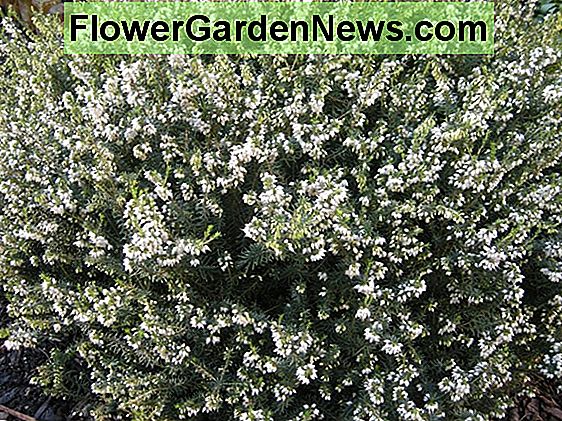 Erica carnea 'Springwood White' (téli fű)