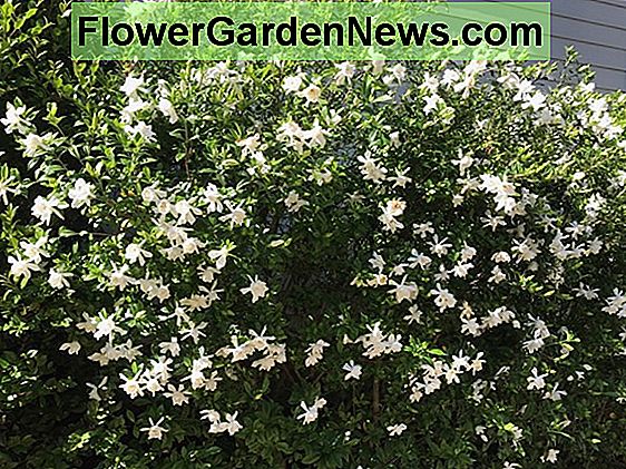 Gardenia jasminoides (Cape Jasmine)