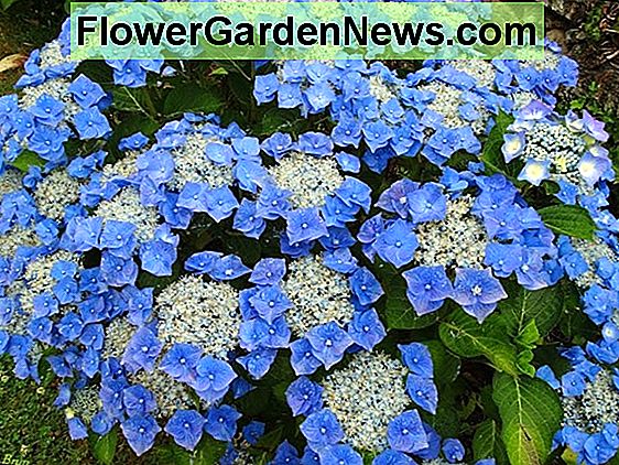 Hortenzia macrophylla 'Blaumeise'