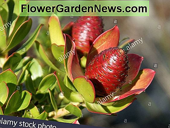 Leucadendron salignum 'Winter Red' (Conebush)