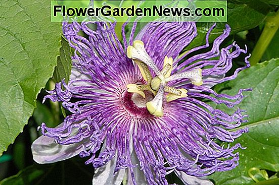 Passiflora incarnata (야생 열정 꽃)