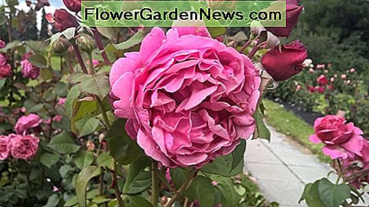 Rosa 'Dee-Lish' (Hybrid Tea Rose)