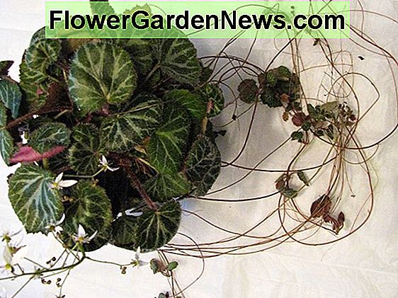 Saxifraga stolonifera 'Maroon Beauty' (Begonia Fragola)