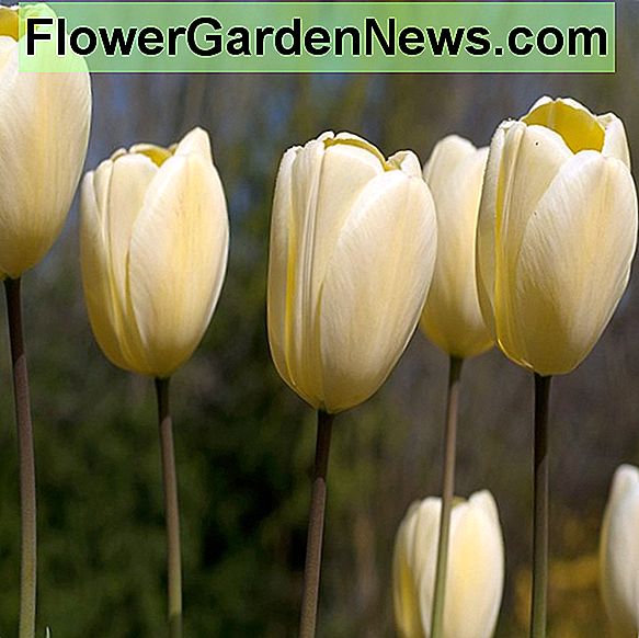 Tulipa 'Ivory Floradale' (Darwin Hybrid Tulip)