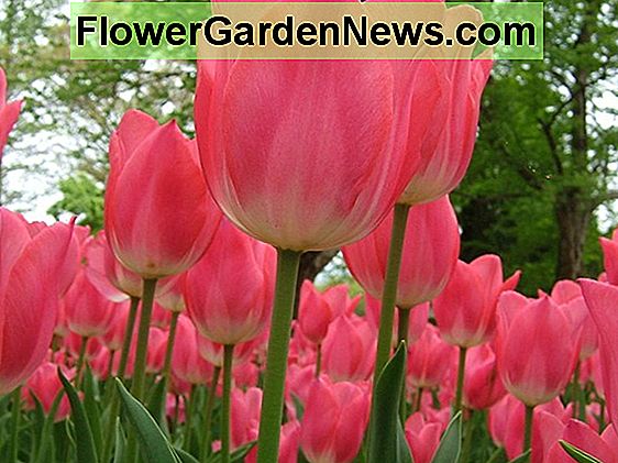 Hoa tulip 'Gabriella' (Chiến thắng hoa tulip)