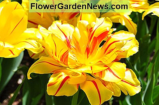 Tulipa 'Ollioules' (Darwin hibrid tulipán)