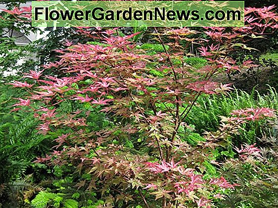 Acer palmatum 'Shin-Deshojo' (Maple Nhật Bản)
