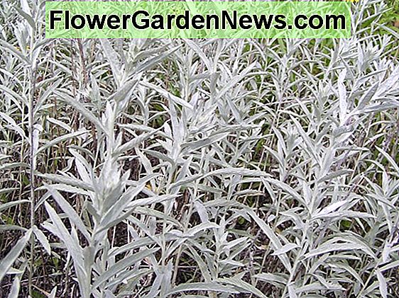 Artemisia ludoviciana (Sage Putih)