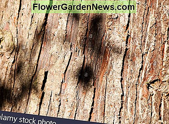 Chamaecyparis lawsoniana 'Minima Glauca' (Lawson Cypress)