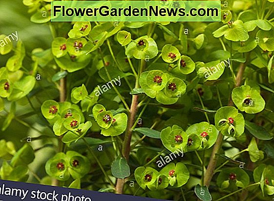 Euphorbia x martinii 'Tiny Tim' (Martin's Spurge)