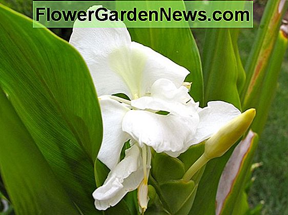 Hedychium coronarium (White Ginger Lily)