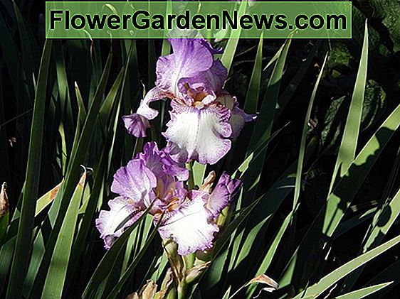Iris 'Autumn Tryst' (Reblooming Bearded Iris)