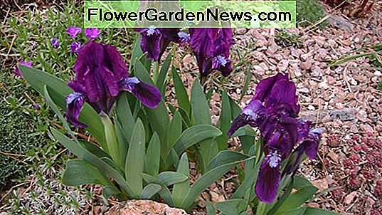 Iris 'Conjuration' (Iris barbuto)