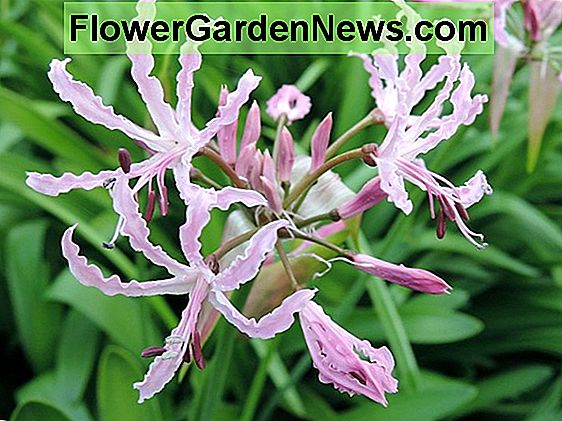 Nerine bowdenii 'Albivetta' (Guernsey Lily)