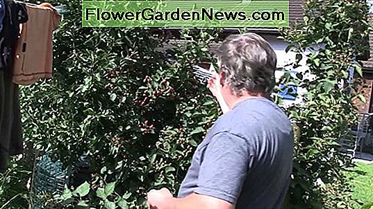 Rubus fruticosus 'Navaho' (Blackberry)