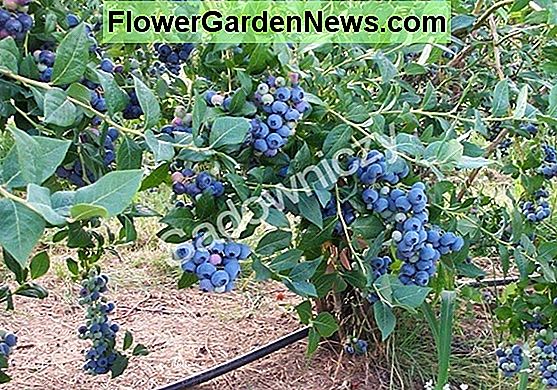 Vaccinium corymbosum 'Sweetheart' (Highbush Blueberry)