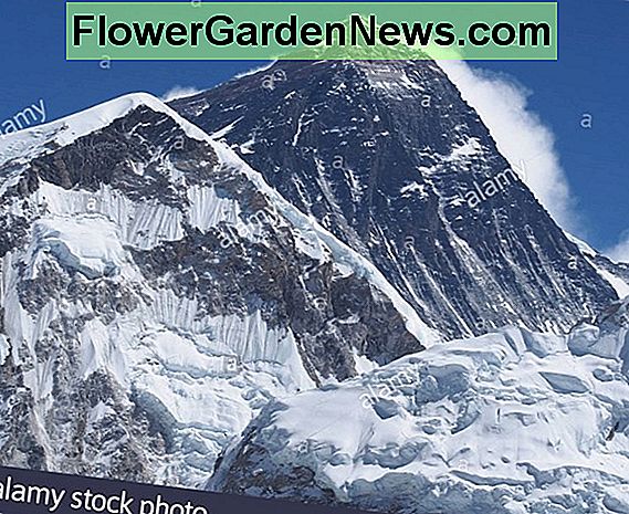 Allium 'Monte Everest' (cipolla ornamentale)