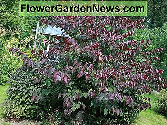 Cercis canadensis 'Hearts of Gold' (Redbud orientale)