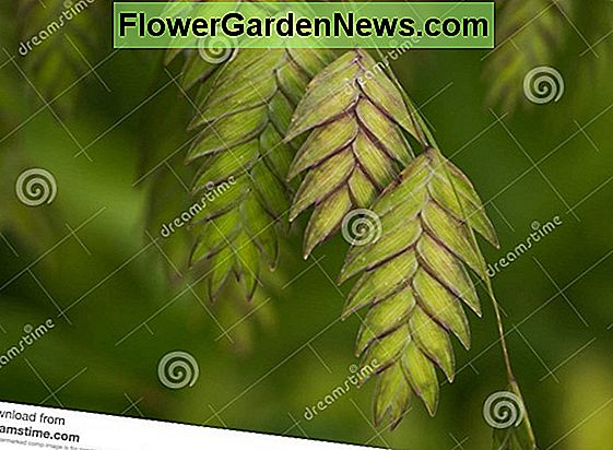 Chasmanthium latifolium (avena del mare del Nord)